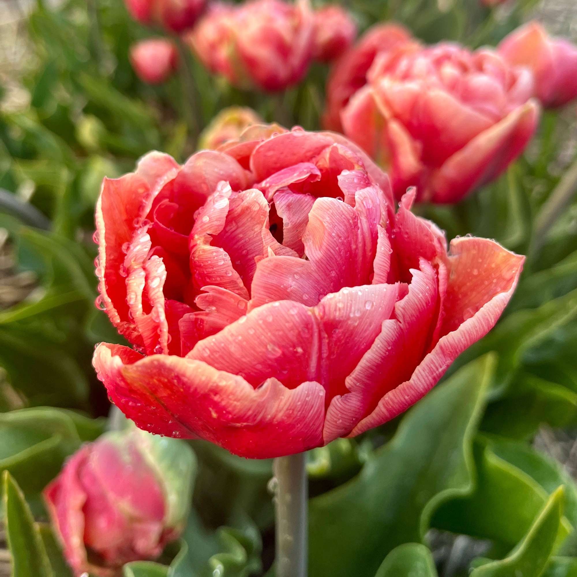 Tulpe 'Copper Image'